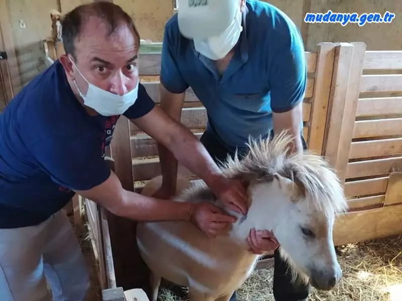 Tırnaklı Hayvanlara Çipli Takip Sistemi Yılbaşında Devreye Girecek