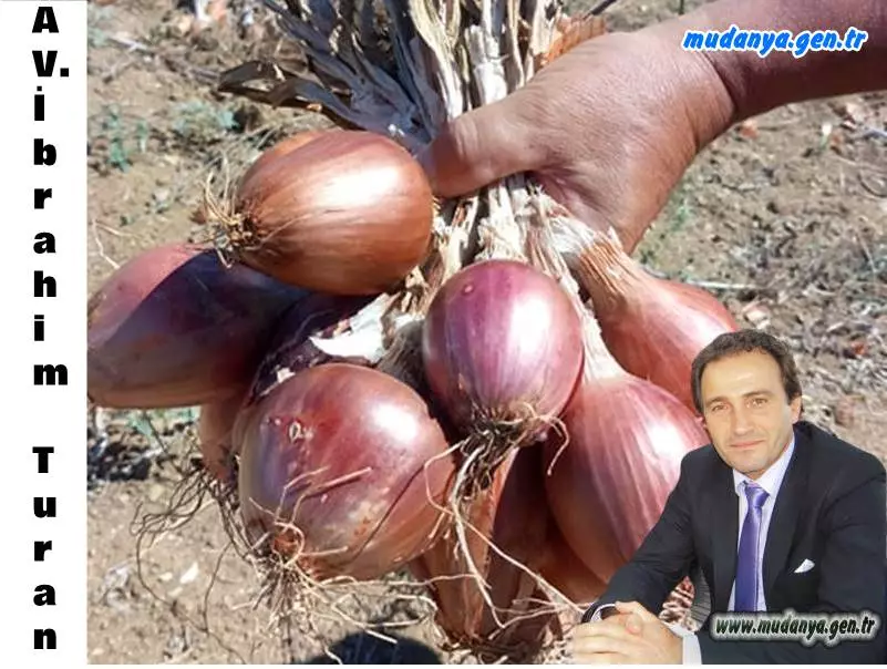 İlk seyahatine Mudanya'dan bașlayan Evliya Çelebi "Havasının suyunun letafetinden dolayı güzelleri çoktur" diyerek bușehre hayranlığını dile getirerek bundan dört asır evvel, çok yerinde bir tesbitte bulunmuștur. Mudanya'da zeytin, incir ve üzümün en kalitelisi yetiștirildiği gibi batı tarafinda hafif ve kumlu topraklara sahip köylerde de soğan yetiștirilmekte idi. Avukat İbrahim Turan