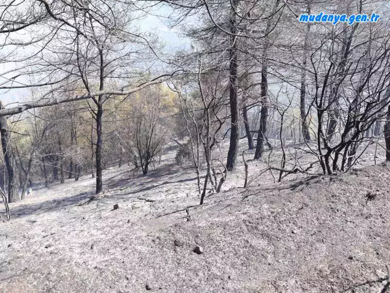 Mudanya ışıklı Mahallesi kırsal alanda  edinilen bilgiye göre arıcılık faaliyetleri kapsmında arıların tütsülenmesi esnasında sıçrayan kıvılcımlar çalık alanı yaktı, yangın havadn ve karadan yapılan yoğun müdahaleler sonucunda 2 saatte kontrol altına alınabildi. Yanan alanın yaklaşık 2 hektar olduğu tahmin ediliyor.