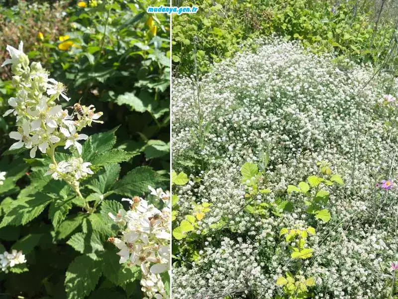 Kuzey rüzgarlari Marmara Denizinin nemli, Samanlı Dağlarinin bol oksijenli havasını Mudanya'ya tașirken Gemlik körfezindeki iyotlu havayı da içine katar. Bu hava kıșın insanlarla beraber ağaçları da sağlıklı kıldığı gibi sıcak havalarda da cildi ve meyveleri nemli tutmaktadır.