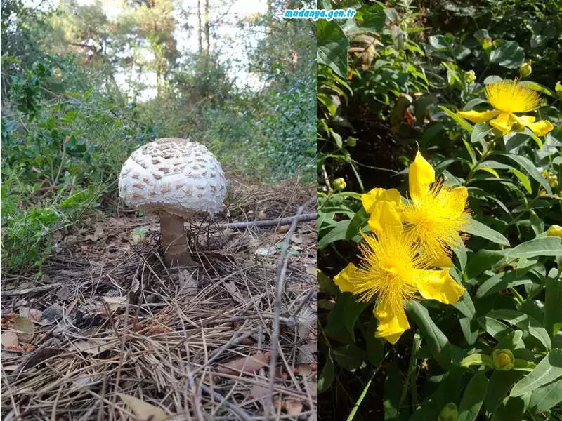 Evliya Çelebi ilk seyahatine Mudanya'dan bașlar, șehrin gelirini giderini, camisini, kilisesini yetișen ürünlerini ayrıntılı anlatır ve "havasının suyunun letafetinden Rum güzelleri çoktur" der. Filedar (Gündoğdu) istikametinden bağların bahçelerin arkasından Bursa'ya giderken, gördügü manzarayı, "Cennetten bir köșe" diye tabir eder.