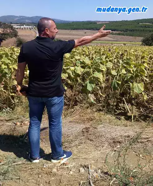 Mehmet Bey, Mudanya Söğütpınar da bu yıl 25 dönüme soğan ektiğini, 60 ton civarında ürün elde ettiğini ancak masraflarını dahi çıkaramadığını, geçen yıl daha iyi kazandığını dile getirmiștir. Yine yaşlı bir amca, soğanın renginin kırmızı olduğunu, bazen yüzlerini kızarttığını bazen de güldürdüğünü, beș altı yıl evvel 25 römork soğanı çöpe döktüğünü mahzun șekilde söylemiștir.