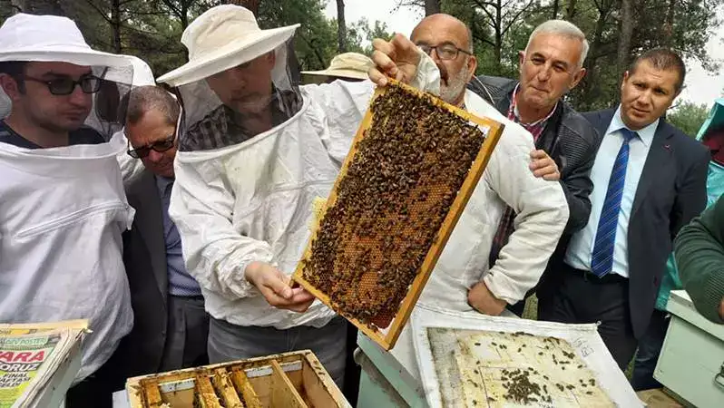 Baharın gelmesi ile Mudanya'nın kırları, bahçeleri, ormanları rengarenk olur, hemen her rengin pek çok tonunda çiçekler açmaya bașlar. Havalarda ısınmaya bașlayınca arılar uzak kalır mı çiçeklerden, yorulmadan șevkle hiç durmaksızın çiçek çiçek dolașırlar, bal, polen toplarlar. Çok çalıșmaları lazımdır, koloni kıștan çıkmıș, yorulmuș yașlanmıș ve azalmıștır.