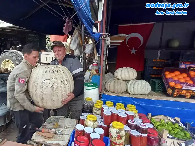 Mudanya HASKÖY'de 52 Kiloluk Kestane Kabağı Yetiştirildi