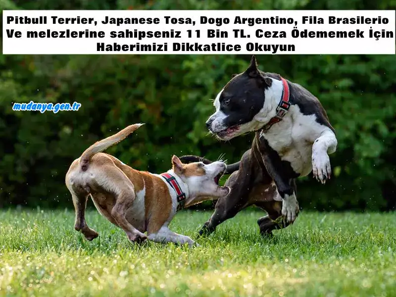 Pitbull Terrier, Japanese Tosa, Dogo Argentino, Fila Brasilerio ırkı ve melezlerine sahip HAYVAN SAHİPLERİNİN DİKKATİNE
