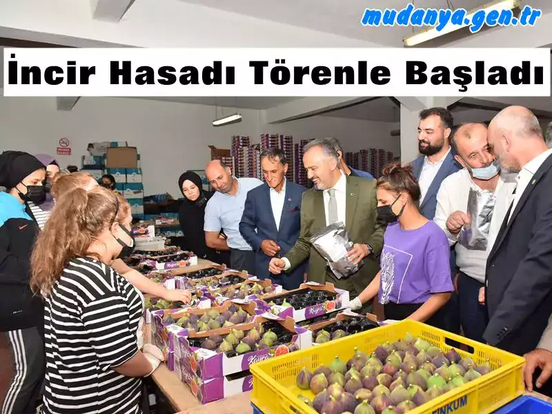 Bursa'da İncir Hasadı Törenle Başladı. Bereketli Olsun