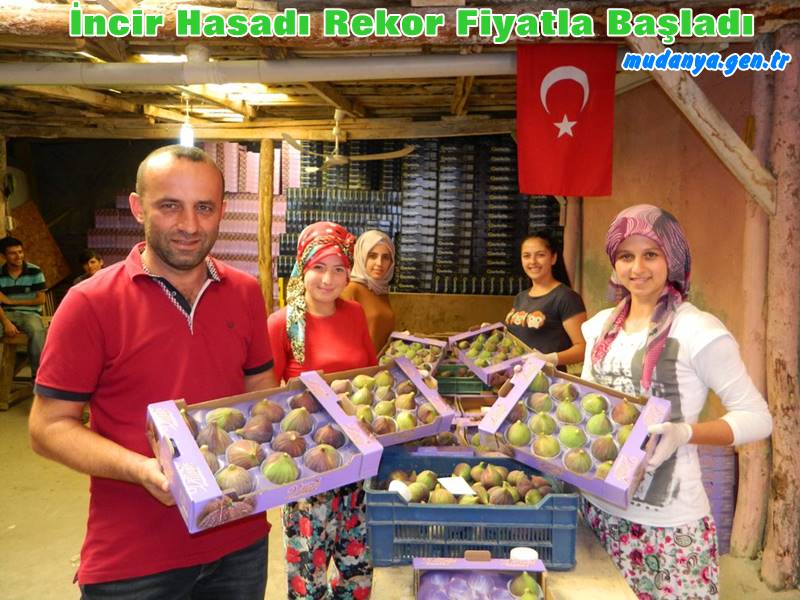 Mudanya'da İncir Hasadı rekor fiyatla başladı