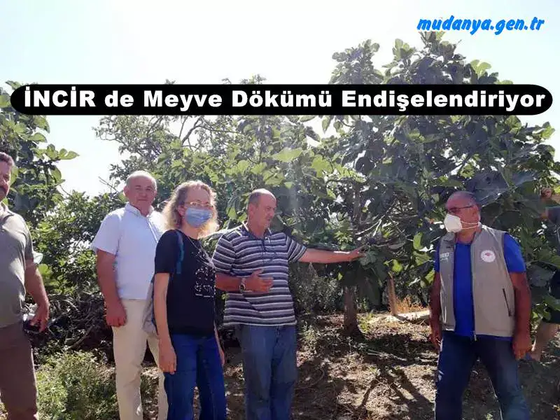 İncir de Meyve Dökümü ve Hastalıklar Üreticiyi Endişelendiriyor