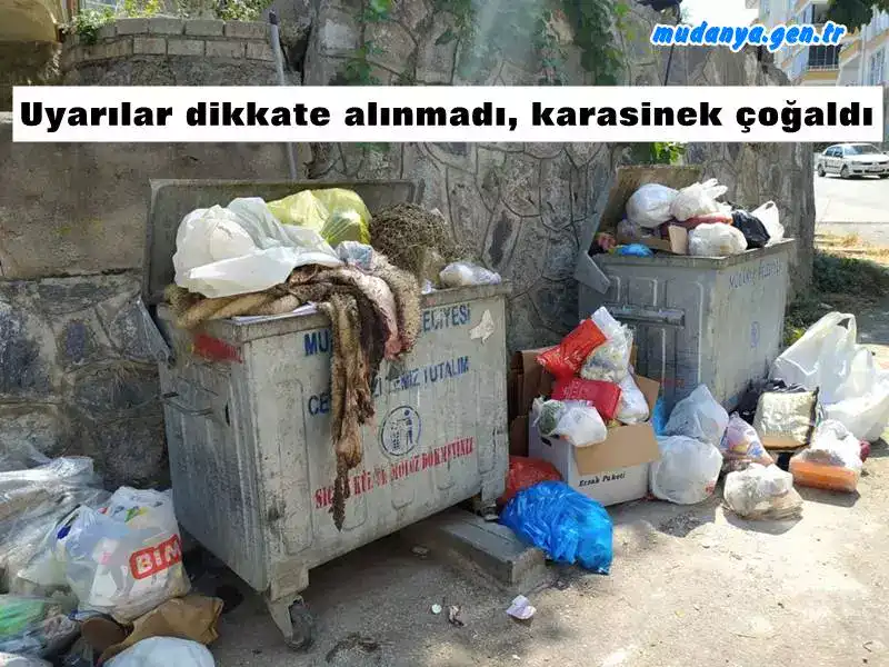 Uyarılar dikkate alınmadı, karasinek çoğaldı