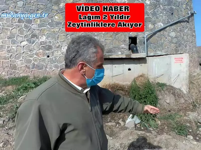 Mudanya Halitpaşa'da Lağım 2 Yıldır Zeytin Bahçelerine Akıyor!