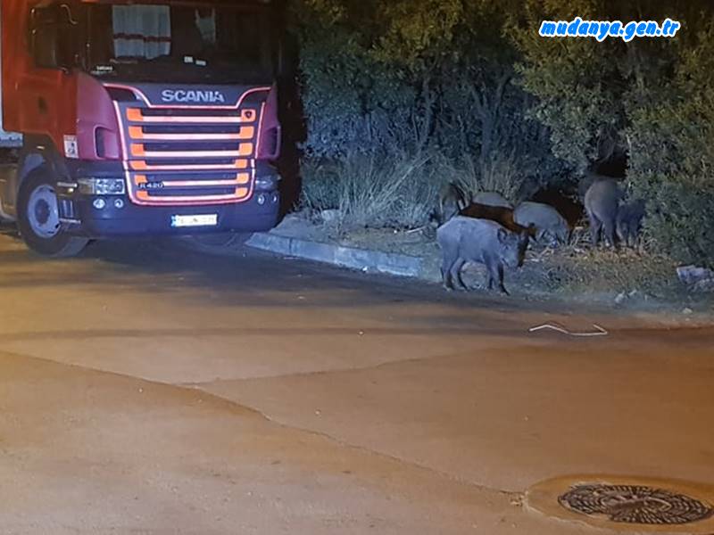 Yaban domuzları Mudanya'yı sevdi.