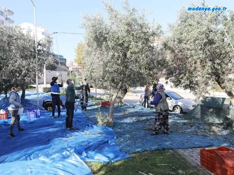Mudanya'da Halka Dağıtılacak Zeytin Toplanmaya Başladı