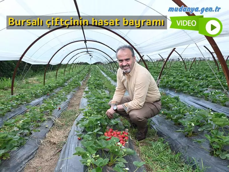 Bursa Büyükşehir Belediye Başkanı Alinur Aktaş, Kestel ilçesinde ahududu ve yediveren çileği yetiştiricileriyle bir araya geldi. Çiftçilerle birlikte hasada katılan Başkan Aktaş, üreticiler için verimli ve bereketli bir sezon olmasını temenni etti.