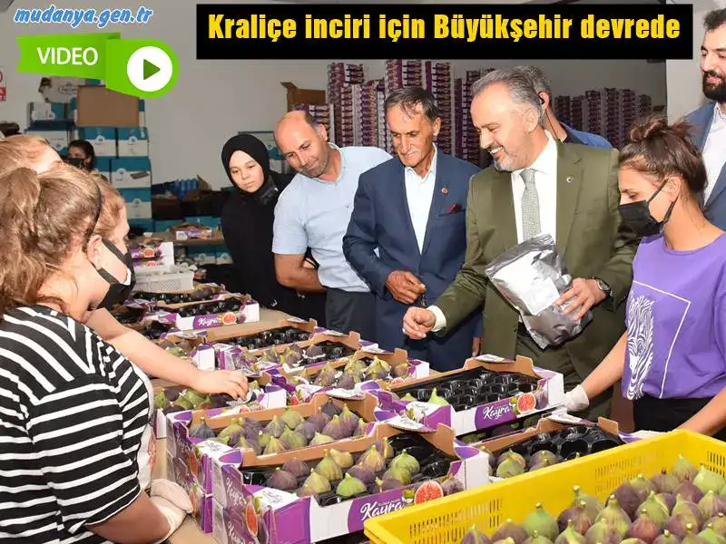İngiltere Kraliçesi II. Elizabeth’e ‘2009’da Bursa ziyaretinde’ ikram edilmesinin ardından Kraliçe inciri olarak ünlenen Bursa Siyahı’nın piyasada beklenen değeri bulmaması üzerine devreye Büyükşehir Belediyesi girdi. Belediye iştiraklerinden Tarım ve Peyzaj A.Ş tarafından hazırlanan soğuk hava deposunda ürün alımlarına başlanacak.