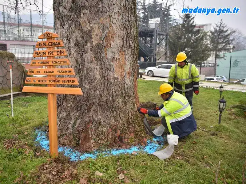 İstanbul Beşiktaş’ta Çırağan Caddesi üzerindeki çınar ağaçlarının kesilmesi olayına tepkiler giderek artarken; Bursa Büyükşehir Belediyesi, kadim Osmanlı medeniyetinin sembollerinden olan asırlık çınar ağaçlarını periyodik bakım ve restorasyon çalışmalarıyla geleceğe taşıyor.