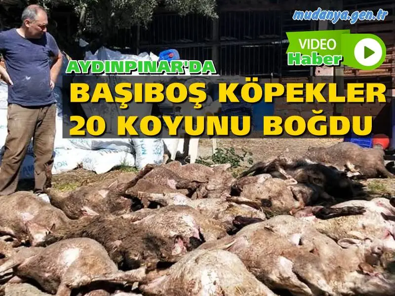 BAŞIBOŞ KÖPEKLER 20 KOYUNU BOĞARAK TELEF ETTİ.