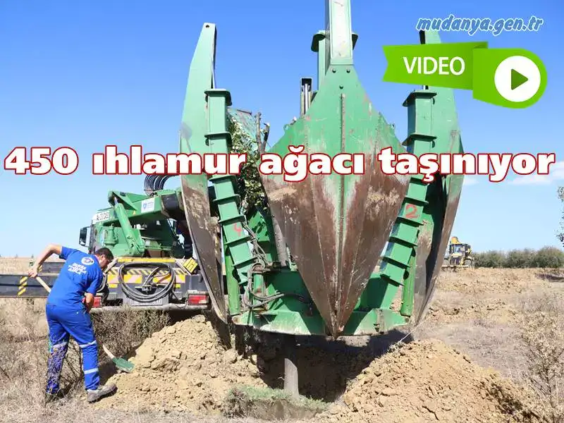 Bursa  Büyükşehir Belediyesi, genişletilecek yol güzergahında kalan 450 ıhlamur ağacını ‘özel araçlarla’ Hamitler’deki ağaçlandırma sahasına naklediyor.