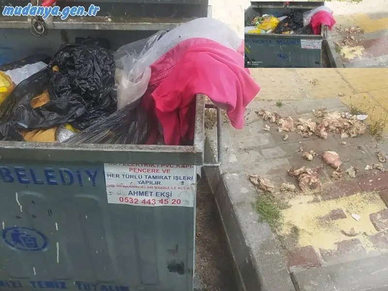 Tüm uyarılara rağmen 'sakatatların usulüne uygun gömülmeyip, çöp konteynerlerine atılması ve çöplerin de zamanında toplanmaması Mudanya'da karasinek artışına yol açtı.