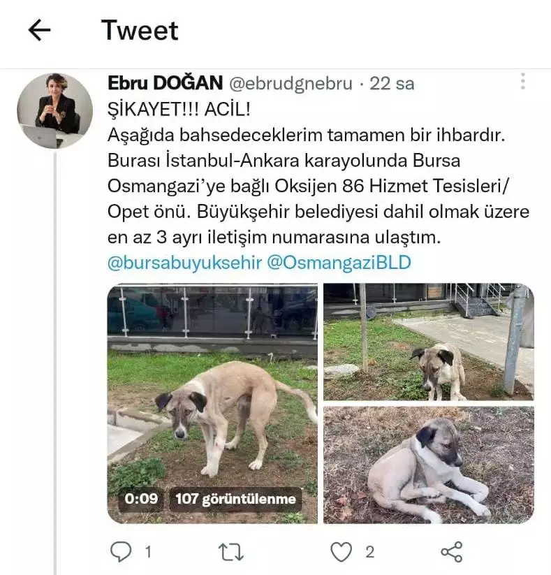 Ankara - İstanbul otobanında yolculuk yaparken, mola tesisleri yakınında yaralı bir sokak köpeği görüp, sosyal medyadan yardım isteyen bir hayvanseverin paylaşımı üzerine harekete geçen Bursa Büyükşehir Belediyesi ekipleri, ayağı kırılan köpeği tedaviye aldı.