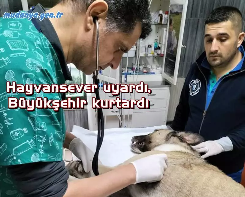Ankara - İstanbul otobanında yolculuk yaparken, mola tesisleri yakınında yaralı bir sokak köpeği görüp, sosyal medyadan yardım isteyen bir hayvanseverin paylaşımı üzerine harekete geçen Bursa Büyükşehir Belediyesi ekipleri, ayağı kırılan köpeği tedaviye aldı.