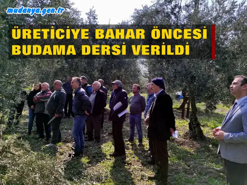 Mudanya Gıda, Tarım ve Hayvancılık İlçe Müdürlüğü’nün Güzelyalı Mahallesinde kursiyerlere verdiği zeytinde Budama eğitimi, teorik ve arazide gerçekleştirilen 3 haftalık pratik uygulama dersi ile tamamlandı.