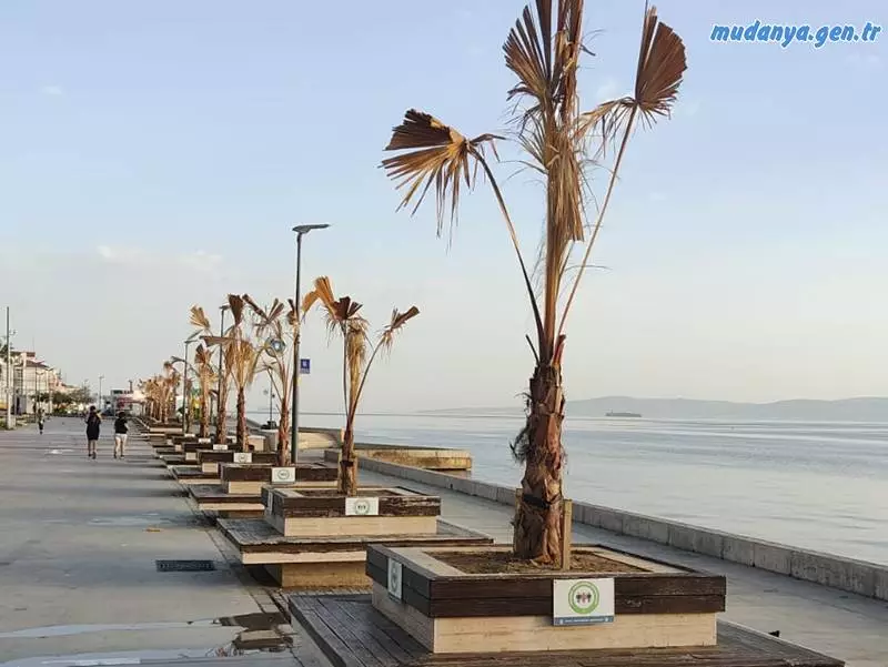 Mudanya'da Hala tamamlanamayan, eksik, kırık-dökük , ağaçsız, yeşili olmayan, mevcut ağaçları kurumuş bir sahil yolumuz var.