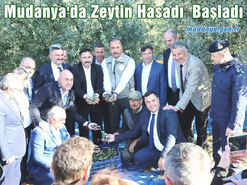 Ülkemizin ve Bursa'nın önde gelen tarım ürünlerinden olan zeytinin bu seneki hasat yolculuğu Mudanya'da başladı.