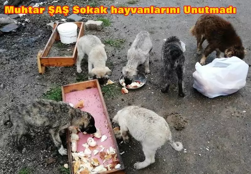 Mudanya - Yoğun kar yağışı uyarısında bulunan meteoroloji bülteninden sonra harekete geçen Mudanya Şükrü Çavuş Mahalle Muhtarı Şeref Şaş sokak hayvanları için çok sayıda mama dağıttı. Mama dağıtımının yanında sokak hayvanları için lokanta yemek artıkları ve ekmek te dağıtan Muhtar Şeref Şaş Mudanya'nın kanayan yarası "Hayvan Barınağı" sorununa değindi.