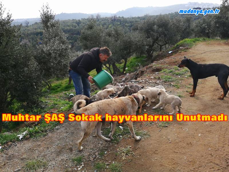 Yoğun Kar Yağışı Öncesi Muhtar Şeref ŞAŞ Sokak Hayvanlarına Ziyafet Çekti