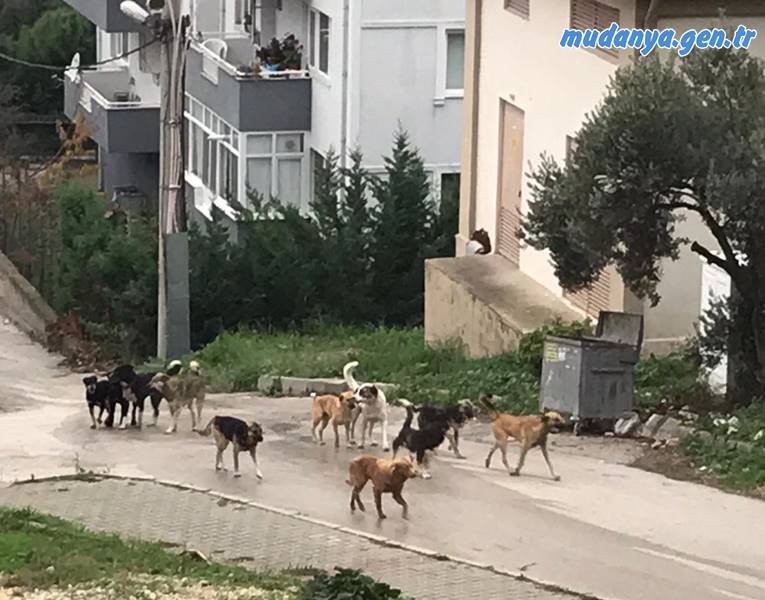 Sokak hayvanları konusunda CHP’den ve Hayri Türkyılmaz’dan Mudanya’ya fayda yok. CHP Mudanya’da ne hayvan barınağı vaadini gerçekleştirdi ne de sokaklarda tehlike arzeden köpekler ile ilgili çözüm üretebildi.