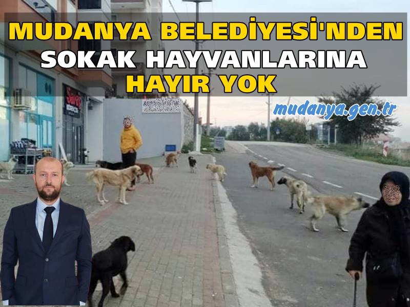 HAYRİ Türkyılmaz'dan Sokak Hayvanlarına Hayır Yok
