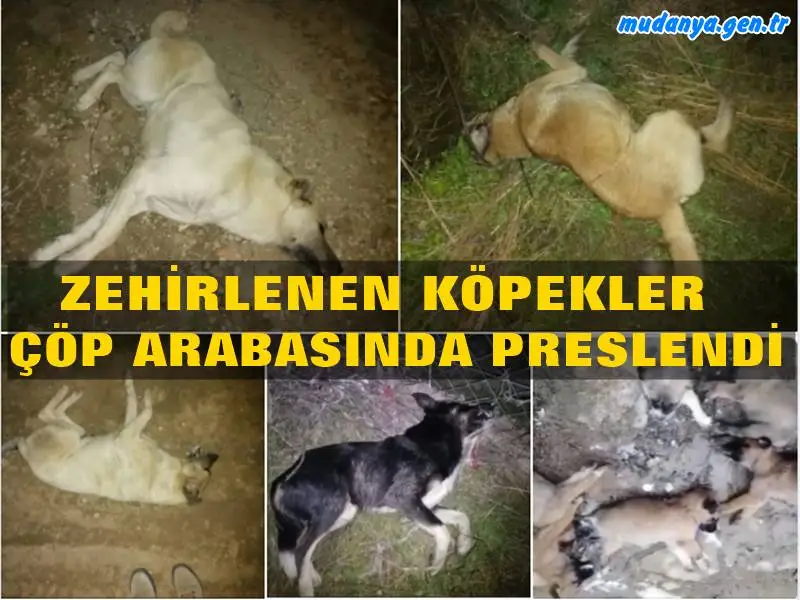 Mudanya'nın Mesudiye Mahallesi'nde zehirlenen 9 sahipsiz köpek telef oldu. Biri Maşataltı Mevkii'nde olmak üzere iki farklı ihbarı değerlendiren Jandarma Komutanlığı 4'ü yavru 9 köpeğin öldüğünü belirledi. Ekipler, 3'ü yavru 5 köpeği ise tedavi için veterinere götürdü.