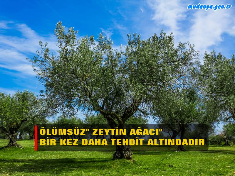 Mudanya İnisiyatif Platformu yazılı bir açıklama yaparak zeytinliklerin maden sahalarına açılması yasasının yanlış bir karar olduğunu savunarak "" Kamu yararı" gerekçesiyle, zeytin alanlarının, ömrü sınırlı olan madenciliğe tercih edilmesi, dünyada yaşanan iklim krizi ve kıtlık tehlikesi de dikkate alındığında akla ve mantığa aykırıdır." vurgusu yaptı.