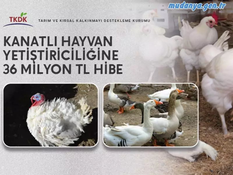 Tarım ve Kırsal Kalkınmayı Destekleme Kurumu (TKDK), Avrupa Birliği’nin (AB) aday ve potansiyel aday ülkeler için hazırladığı Katılım Öncesi Kırsal Kalkınma Aracı (IPARD) Programı kapsamında Türkiye’ye ayrılan fonları, kırsal alanlara yatırım yapan girişimcilere hibe olarak kullandırıyor.