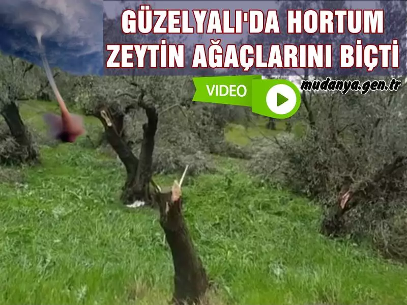 Güzelyalı mevki zeytinlik alanda yağmurla birlikte esen fırtınada hortum oluştu. Oluşan güçlü hortum 1 dönümlük bir alanda yer alan zeytin ağaçlarının dallarını kırarak büyük zarar verdi.