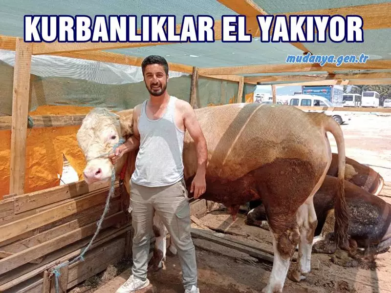 Kurban Bayramı’na sayılı gün kala, büyükbaş ve küçükbaş hayvanlar alıcılarını bekliyor. Yüksek fiyatlara rağmen bir çok vatandaş fiyatların daha da çok artması ihtimaline karşı kurbanlıklarını alırken, bazı vatandaşlar ise fiyatların düşebileceğini umut ederek kurbanlık alımını son günlere bıraktı.