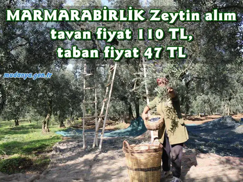 Marmarabirlik 2023-2024 iş yılı kampanyasında ürün alım fiyatlarını açıkladı. Tavan fiyat 110 Lira, taban fiyat 380 dane 47 Lira, yağlık zeytin fiyatı da 45 Lira olarak belirlendi. Yönetim Kurulu Başkanı Hidamet Asa, “Bu yılı üreticimizin kurumuna sahip çıkacağı bir yıl olarak görüyoruz” dedi.