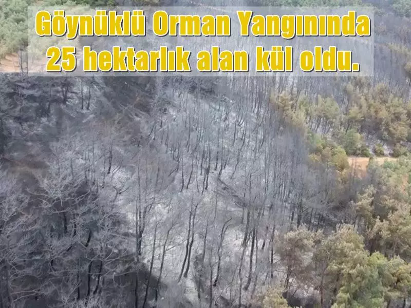 Bursa’nın Mudanya ilçesinde başlayan yangın 17. saatte söndürüldü. Günün ilk ışıklarıyla beraber yangının etkili olduğu alanlar havadan görüntülendi. 25 hektarlık alanda etkili olan yangında çok sayıda hayvan zarar gördü.