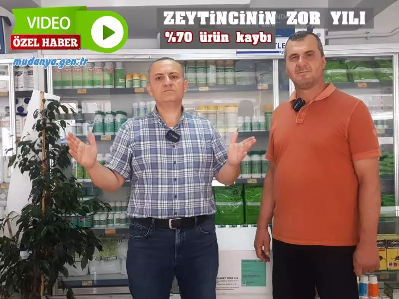 ZEYTİN ÜRETİCİSİNİN ZOR YILI. YÜZDE 70 ÜRÜN KAYBI KARA KARA DÜŞÜNDÜRÜYOR
