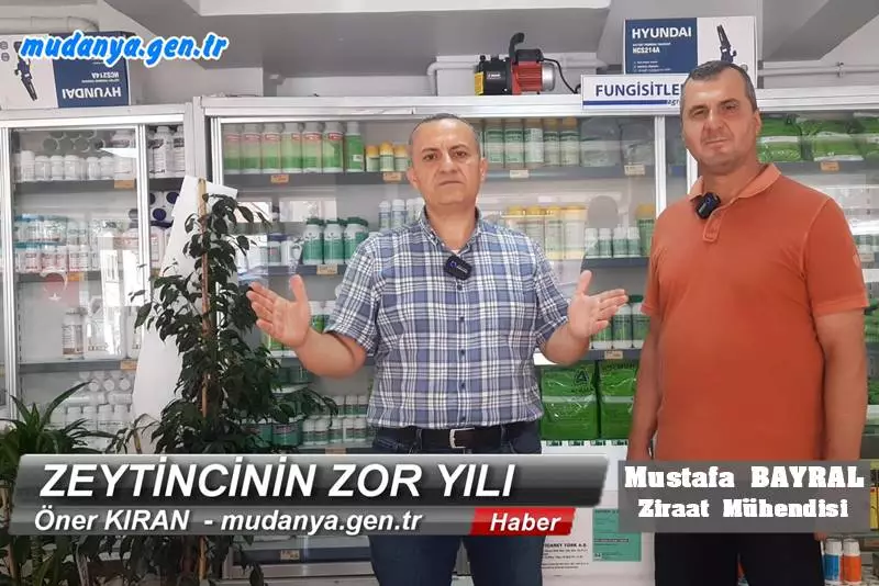 İklim değişikliği nedeniyle bu yıl yumuşak geçen kış mevsimi nedeniyle uyuyamayan zeytin ağaçlarının boş çiçek verdiğini ve akabinde zamansız yağan aşırı yağmurlar nedeniyle tozlaşmanın gerçekleşmediğini söyleyen Mert Tarım kurucu sahibi Ziraat Mühendisi Mustafa Bayral, zeytinde geçen yıla göre yüzde70 bazı bölgelerde yüzde 80 rekolte kaybı olduğunu söyledi.