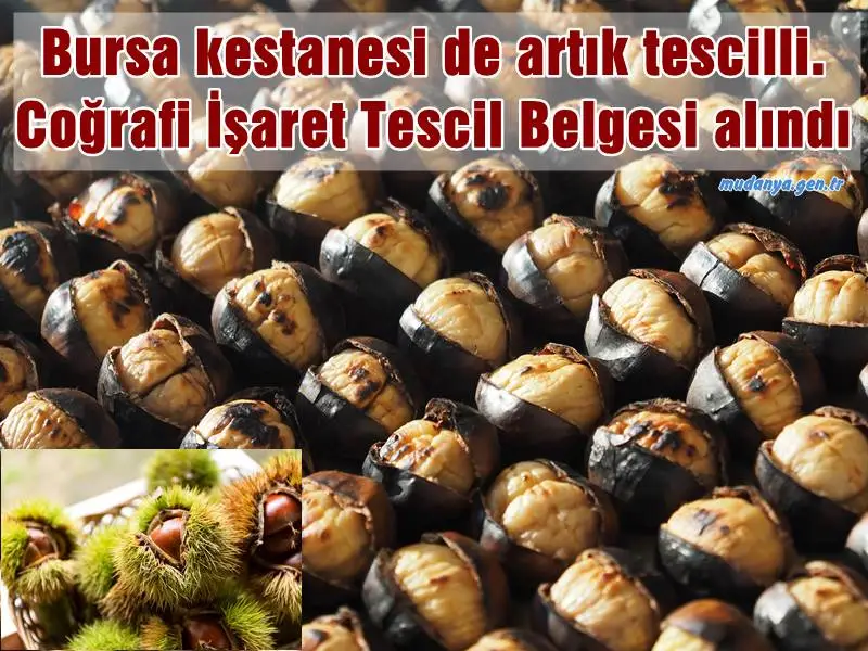 Bursa kestanesi de artık tescilli. Coğrafi İşaret Tescil Belgesi alındı