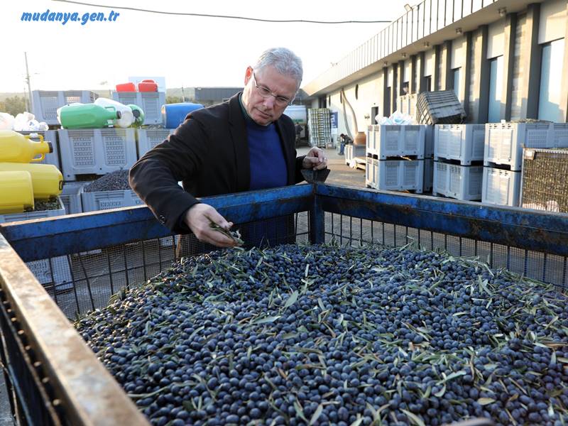MUDANYA BELEDİYESİ ZEYTİNDE KENDİ MARKASINI YARATACAK