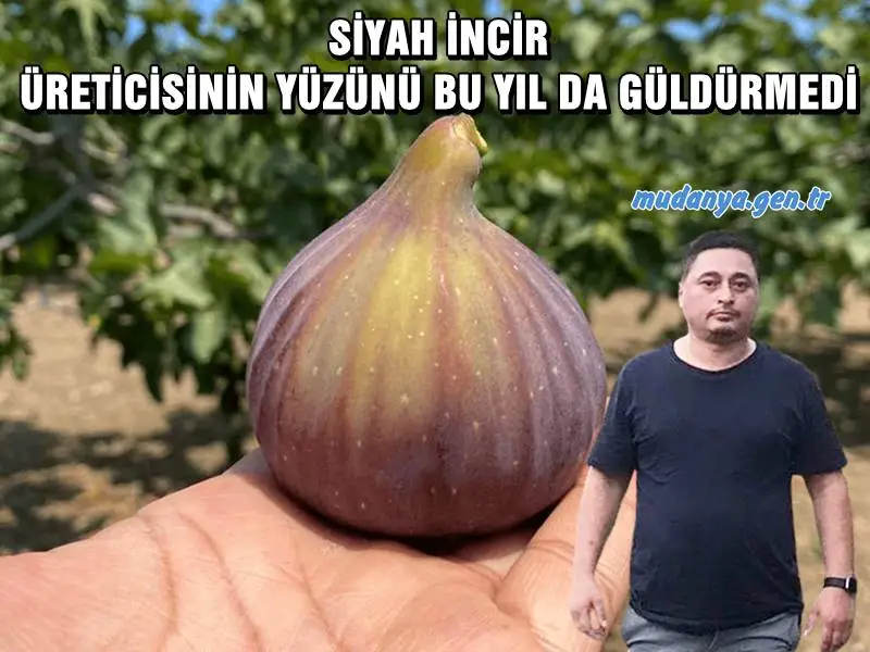 Mehmet ER ' SİYAH İNCİR ÜRETİCİSİNİN YÜZÜNÜ BU YIL DA GÜLDÜRMEDİ '