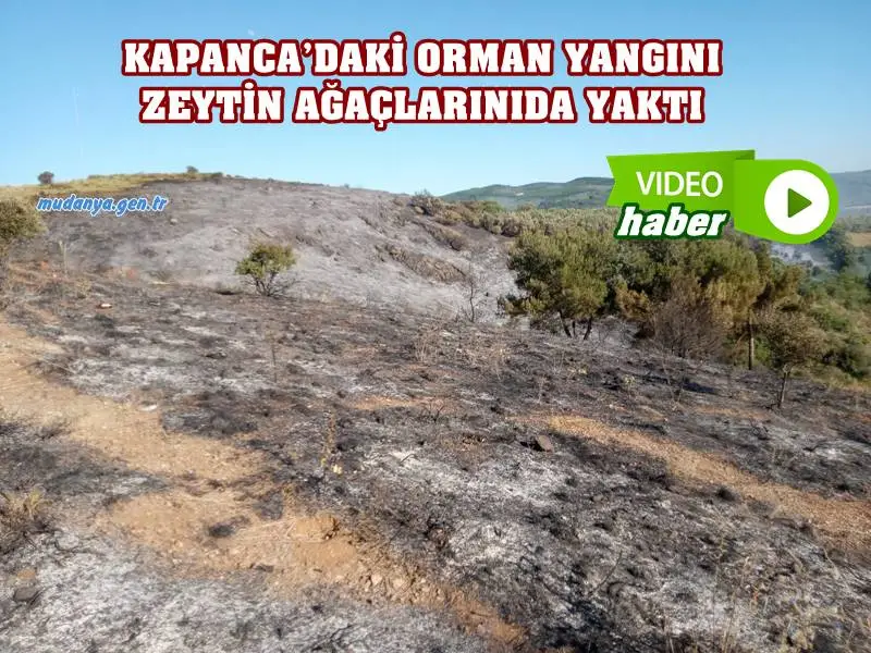 KAPANCA'DAKİ ORMAN YANGINI ZEYTİN AĞAÇLARINI DA YAKTI