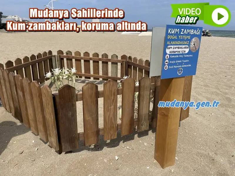 Mudanya Sahillerinde Kum zambakları, koruma altında. Koparmanın cezası dudak uçuklatıyor!