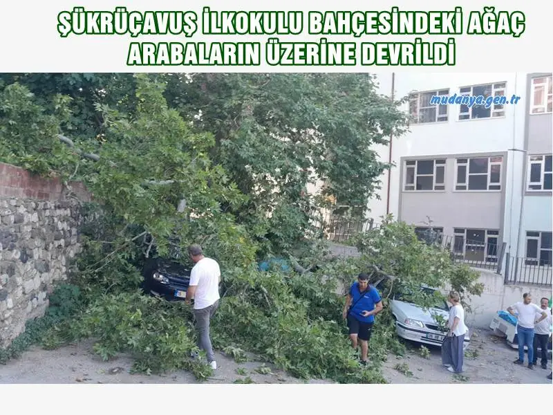 ŞÜKRÜÇAVUŞ İLKOKULU BAHÇESİNDEKİ AĞAÇ ARABALARIN ÜZERİNE DEVRİLDİ
