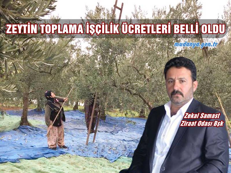 ZEYTİN TOPLAMA İŞÇİLİK ÜCRETLERİ BELLİ OLDU