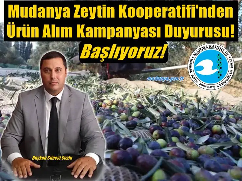 Mudanya Zeytin Kooperatifi'nden Ürün Alım Kampanyası Duyurusu! Gözler Fiyatta!