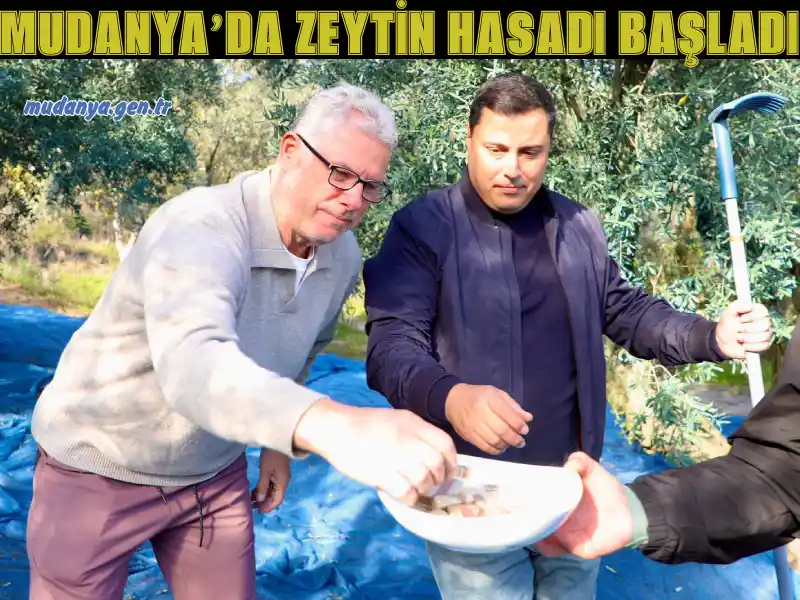 MUDANYA’DA ZEYTİN HASADI BAŞLADI