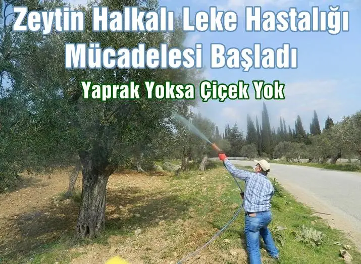 Mudanya'da Zeytin Halkalı Leke Hastalığı Mücadelesi Başladı